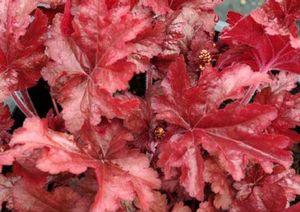 SPARKLING BURGUNDY CORAL BELLS