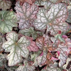 VELVET NIGHT CORAL BELLS