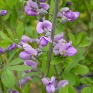 Baptisia x 'Purple Smoke'