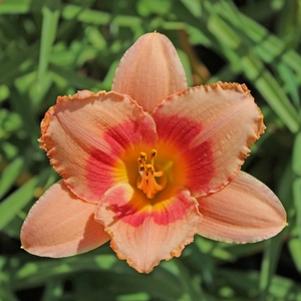 STRAWBERRY CANDY DAYLILY