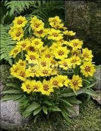 LITTLE SUNDIAL TICKSEED