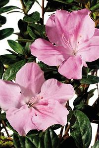 AUTUMN SWEETHEART® ENCORE® AZALEA