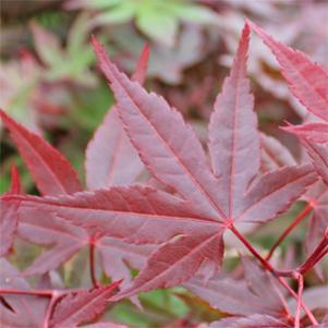 Acer palmatum 'Atro-purpureum'
