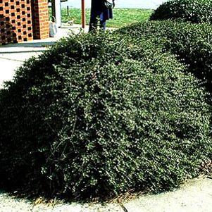 Ilex crenata 'Helleri'