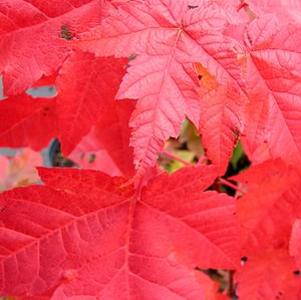 Acer rubrum 'Embers'