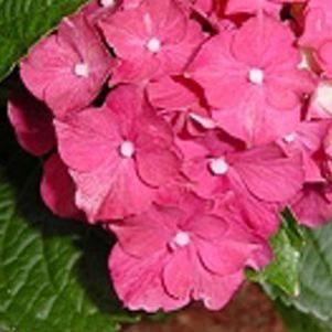 Hydrangea macrophylla 'Glowing Embers'