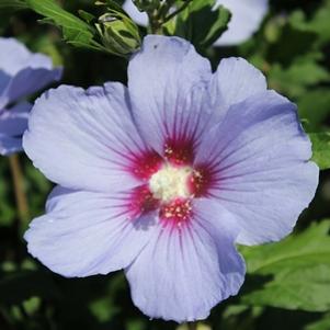 Hibiscus syriacus 'Marina'