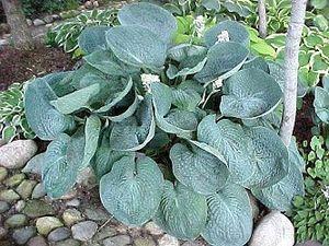 LOVE PAT HOSTA