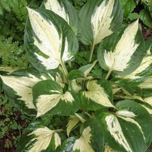 REVOLUTION HOSTA
