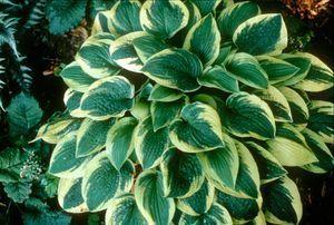 Hosta x 'Wide Brim'