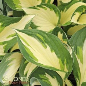 Hosta fortunei 'Fire Ice'