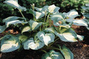 Hosta sieboldiana 'Great Expectations'