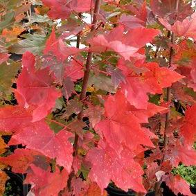 Acer rubrum 'Somerset'