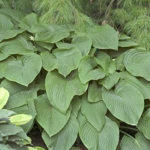 Hosta x 'T-Rex'