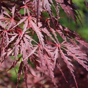 Acer palmatum dissectum 'Tamukeyama'