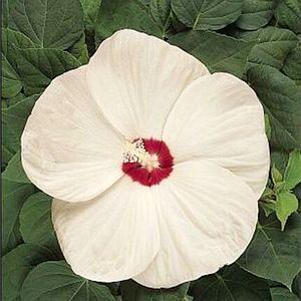 Hibiscus x 'Luna White'