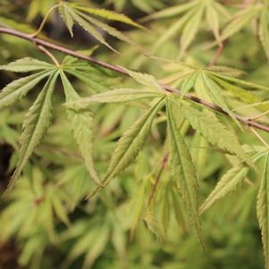 Acer palmatum matsumurae 'Omura Yama'