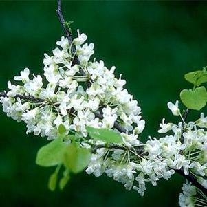 Cercis texensis 'Oklahoma Whitebud'