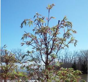Acer palmatum 'Glowing Embers'