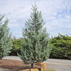 Cupressus arizonica 'Cook's Peak'