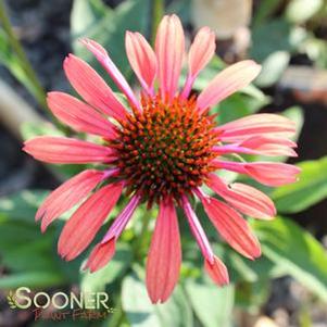 Echinacea x 'Sundown'