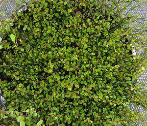 Muehlenbeckia axillaris 'Nana'