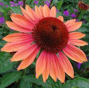 BIG SKY™ SUMMER SKY CONEFLOWER