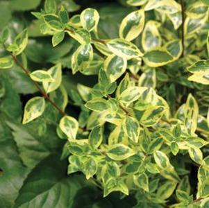 Abelia grandiflora 'Minipan'