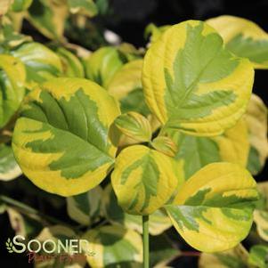 Cornus alternifolia 'Wstackman'
