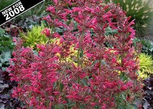 RASPBERRY SUMMER HYSSOP