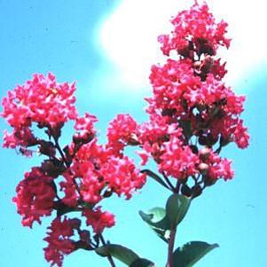 Lagerstroemia x fauriei 'Tonto'