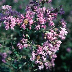 Lagerstroemia x fauriei 'Zuni'
