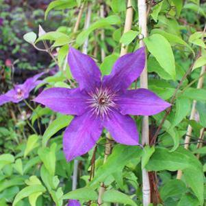 Clematis x lanuginosa 'Multi Blue'