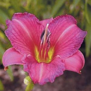 Hemerocallis x 'Purple De Oro'