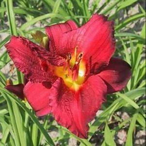Hemerocallis x 'Ruby Stella'