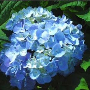 Hydrangea macrophylla 'Penny Mac'