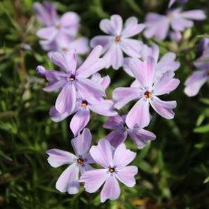 EMERALD BLUE CREEPING PHLOX