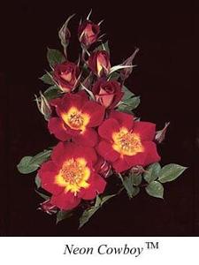 NEON COWBOY™ SHRUB ROSE