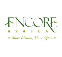 Encore® Azaleas