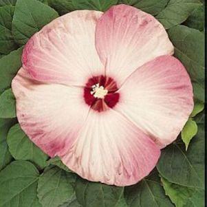 LUNA™ PINK SWIRL HARDY HIBISCUS