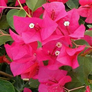 Image courtesy of Greenleaf Nursery