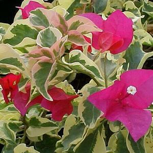 Image courtesy of Greenleaf Nursery