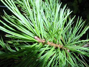 LIMBER PINE