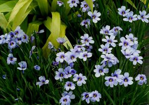 Image courtesy of Terra Nova Nurseries