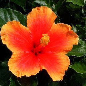 Image courtesy of Greenleaf Nursery