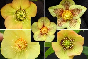 Image courtesy of Terra Nova Nursery
