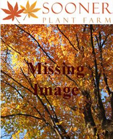 Image Property of Sooner Plant Farm