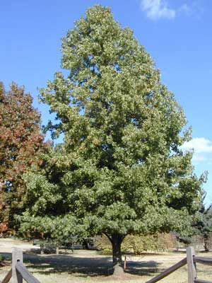 CHEROKEE™ SWEETGUM