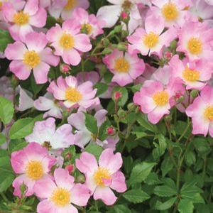 Image Courtesy of Spring Meadow