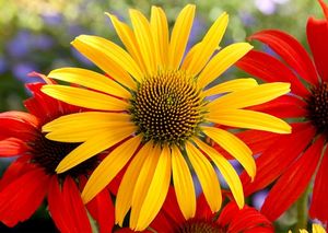 Courtesy of Terra Nova Nurseries